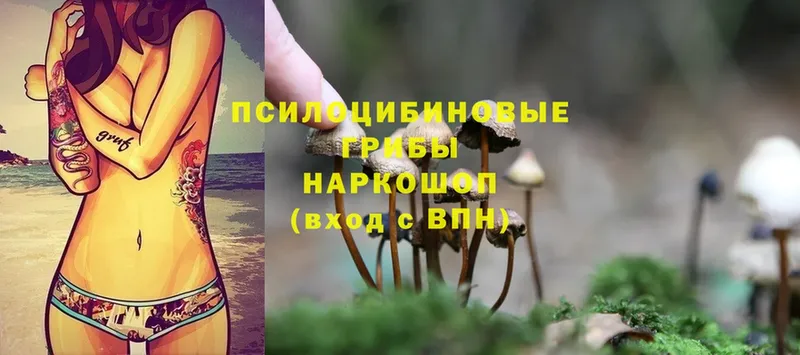 Псилоцибиновые грибы Cubensis  Кущёвская 